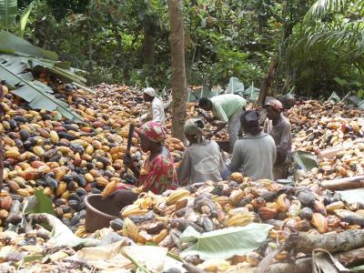 Cocoa pod hulling site in West Africa © R. Babin